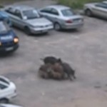 ポーランドの住宅街に現れた猪の群れ