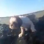 海に囲まれた岩に取り残された犬をカヌーで救助
