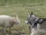 ハスキー犬に頭突き攻撃を繰り返す羊